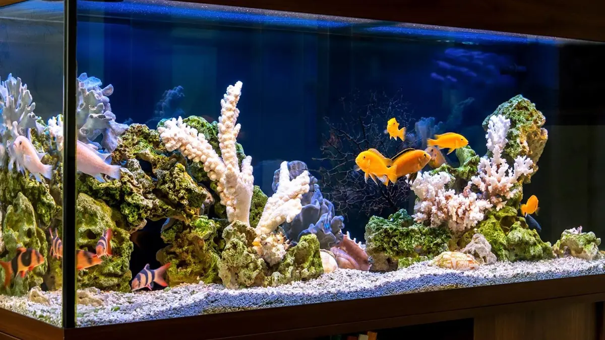 Aqua Fish